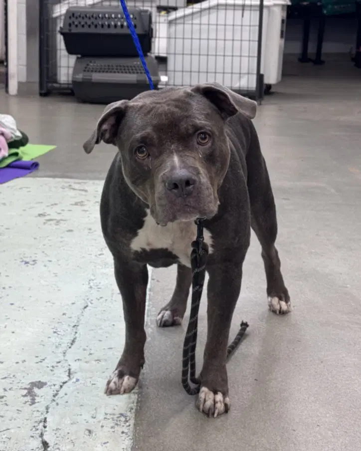 Unknown - Staffordshire Bull Terrier