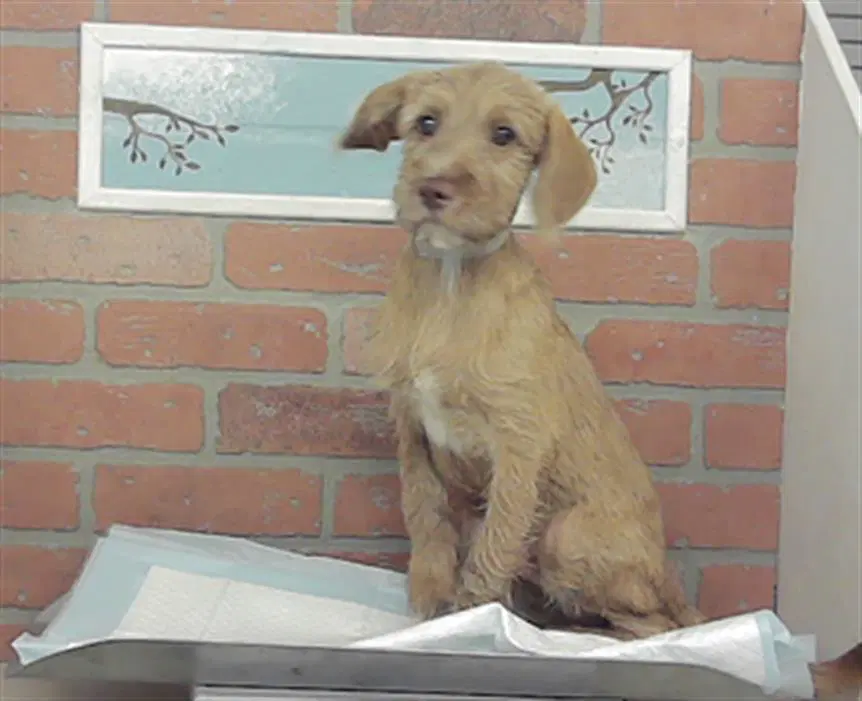 Sawyer - Toy Fox Terrier