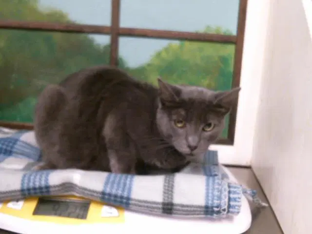 Luna - Domestic Short Hair