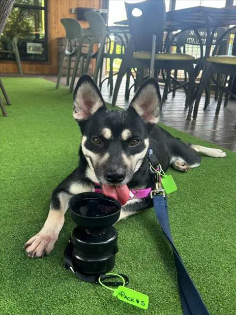 Avalon - Siberian Husky
