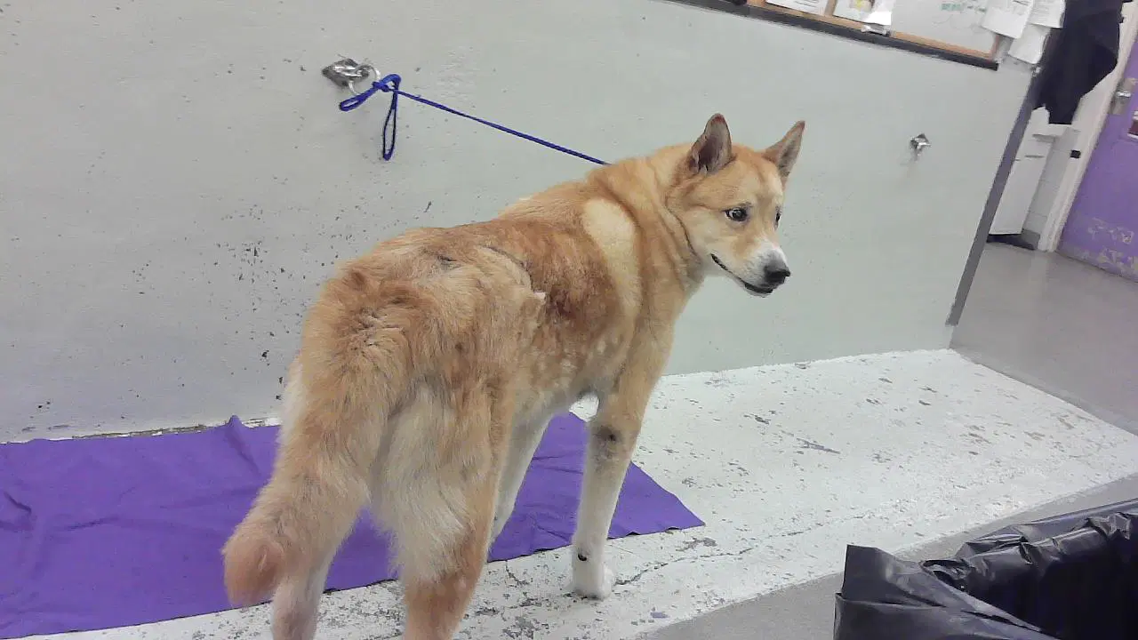 Boris - Akita