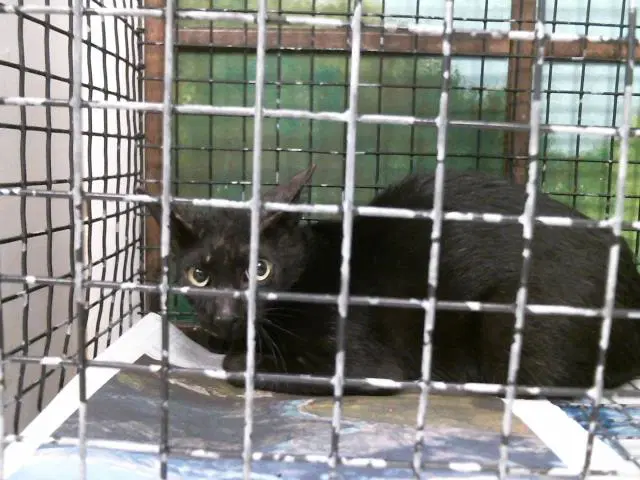 Unknown - Domestic Short Hair