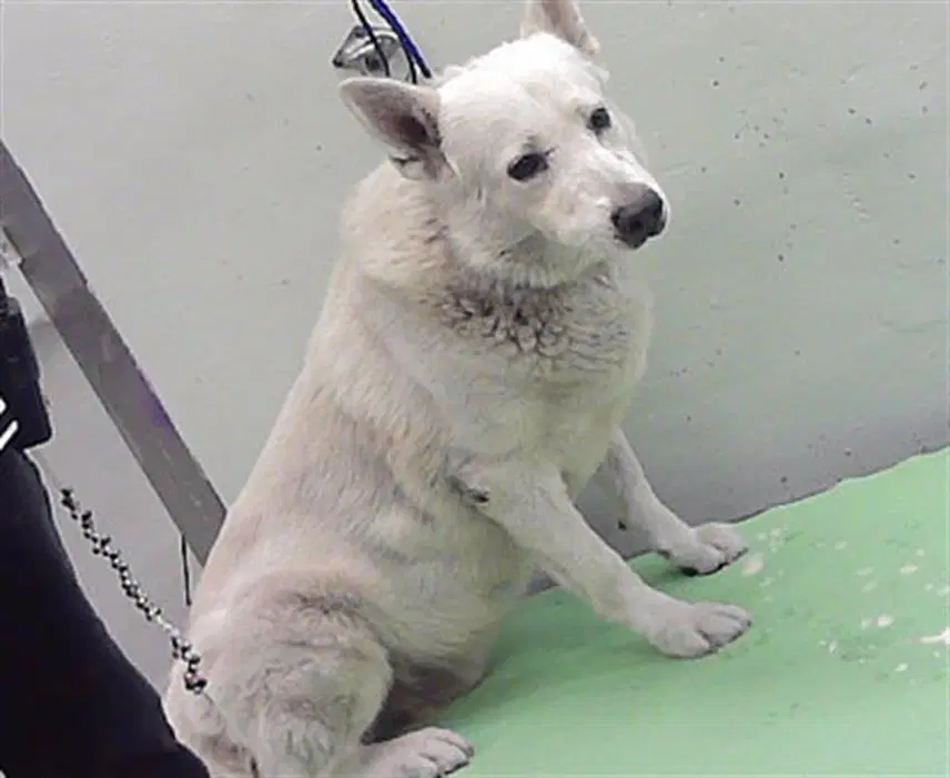 Oso - German Shepherd Dog