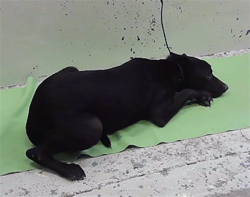 Rex - Labrador Retriever
