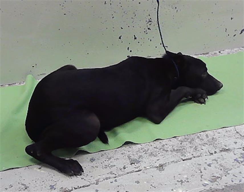 Rex