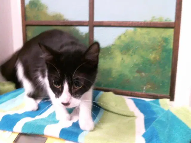 Mia - Domestic Short Hair