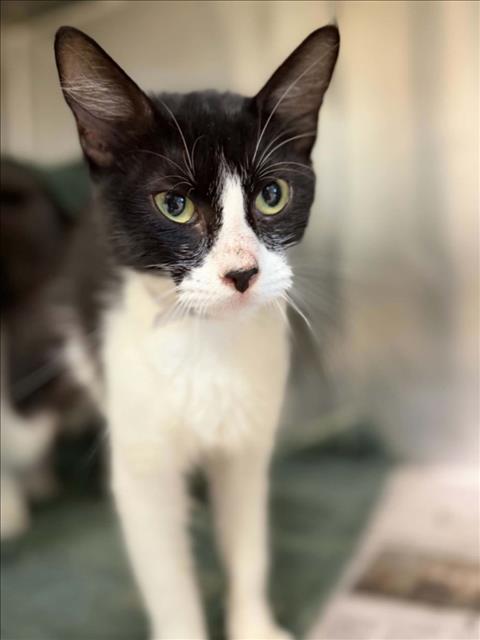 picture of the cat needing adoption