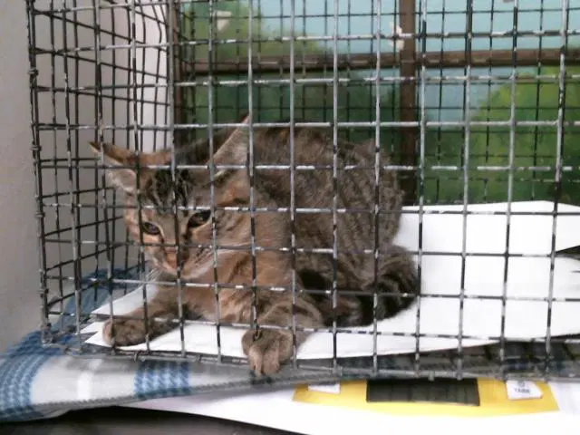 Momo - Domestic Short Hair