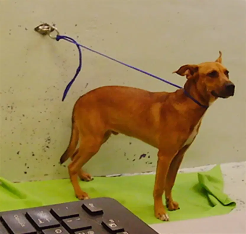Oso - Staffordshire Bull Terrier