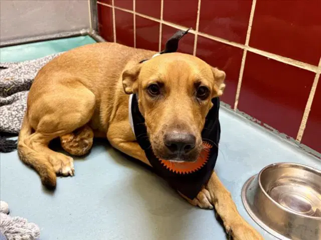 Oso - Labrador Retriever