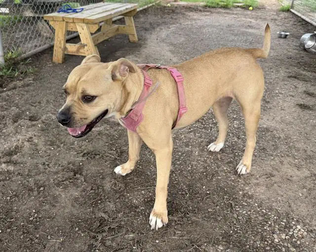 Wilhelmina - Staffordshire Bull Terrier