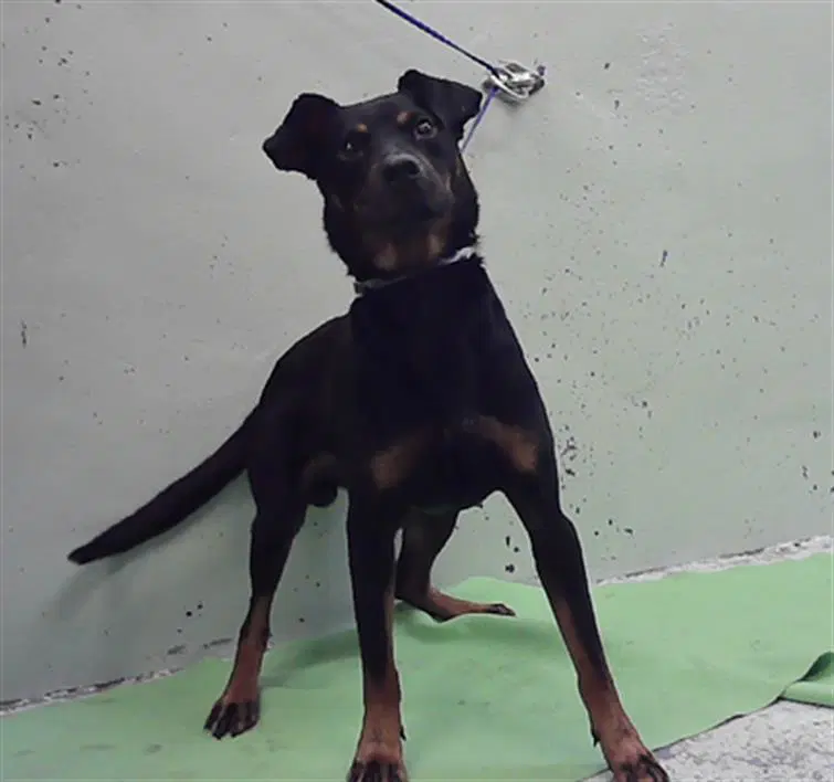 Tony - Rottweiler
