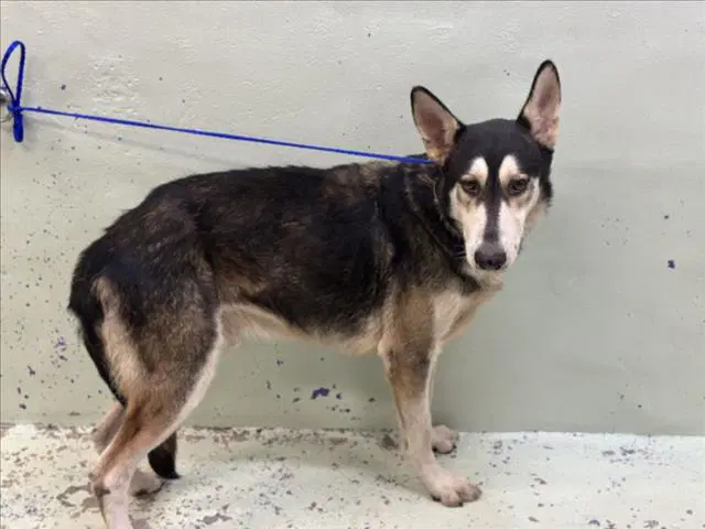 Tony - Husky