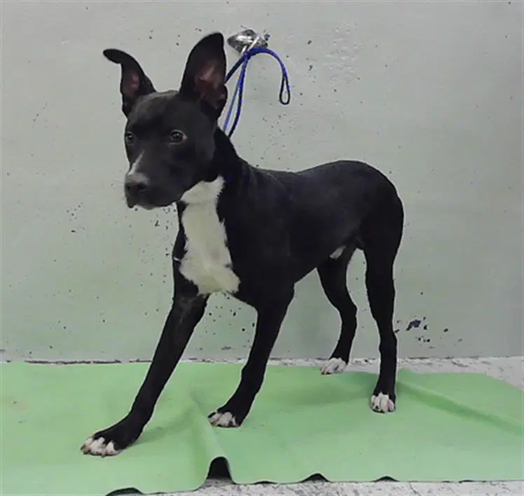 Evancito - American Staffordshire Terrier
