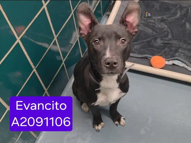 Evancito - American Staffordshire Terrier