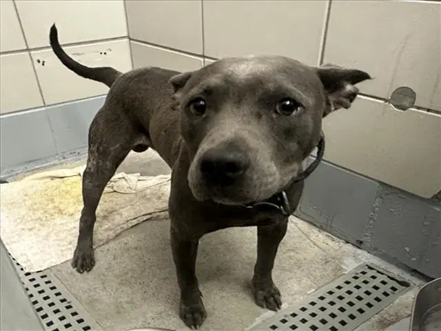 Unknown - Staffordshire Bull Terrier