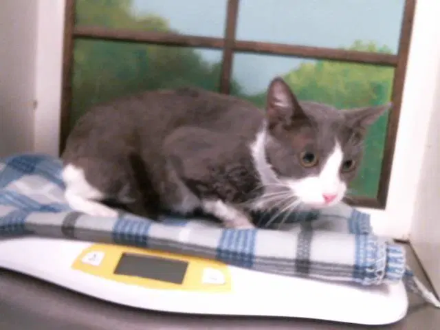 Thompson - Domestic Short Hair