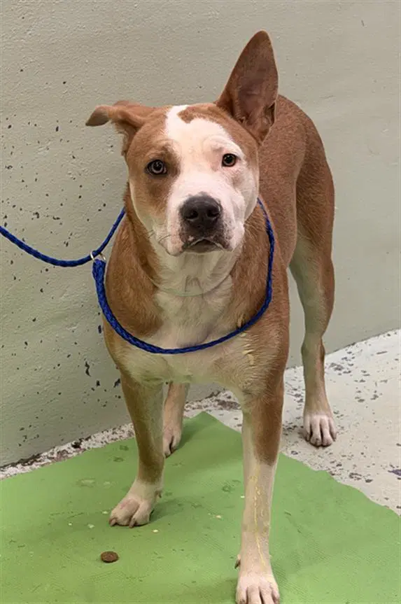 Savannah - Staffordshire Bull Terrier