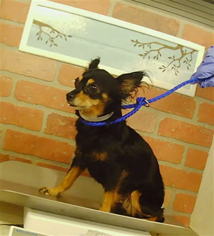 Cher - Chihuahua