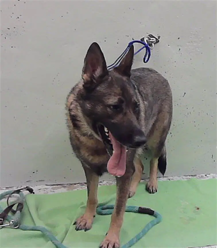 Cider - German Shepherd Dog