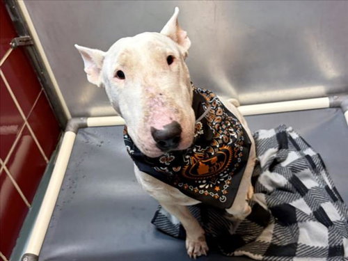 picture of the dog needing adoption