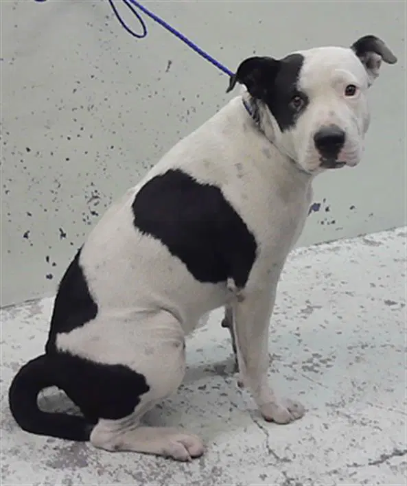 Sissy - Staffordshire Bull Terrier