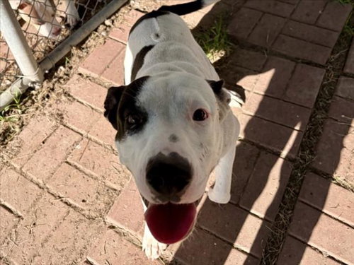 picture of the dog needing adoption