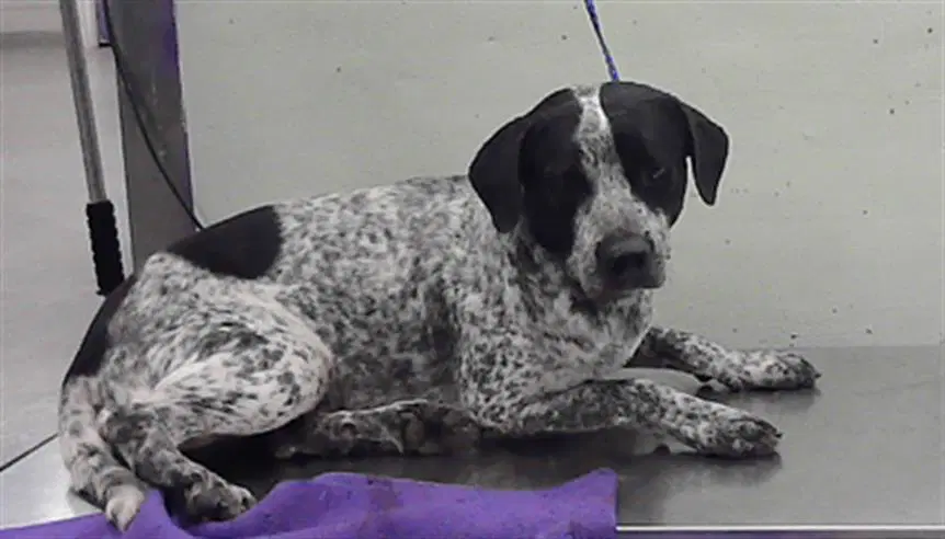 Oreo - Australian Cattle Dog/Blue Heeler