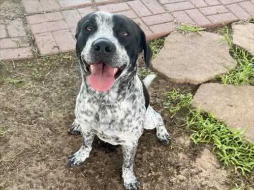 picture of the dog needing adoption