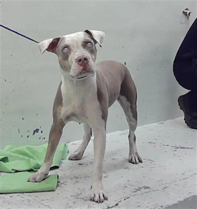 Raven - Staffordshire Bull Terrier