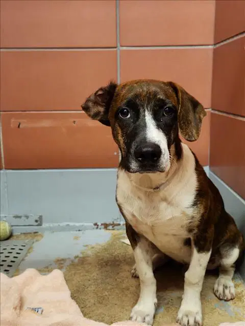 Sierra - Staffordshire Bull Terrier
