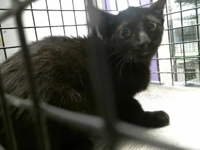 Unknown - Domestic Short Hair