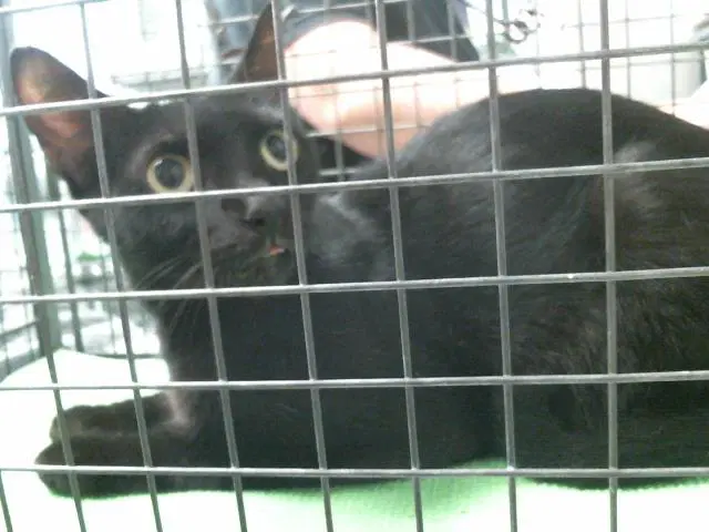 Unknown - Domestic Short Hair