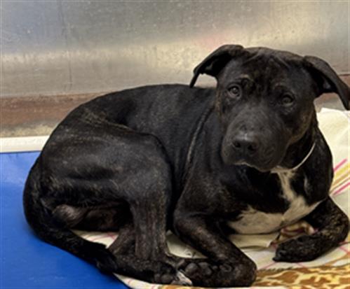 picture of the dog needing adoption