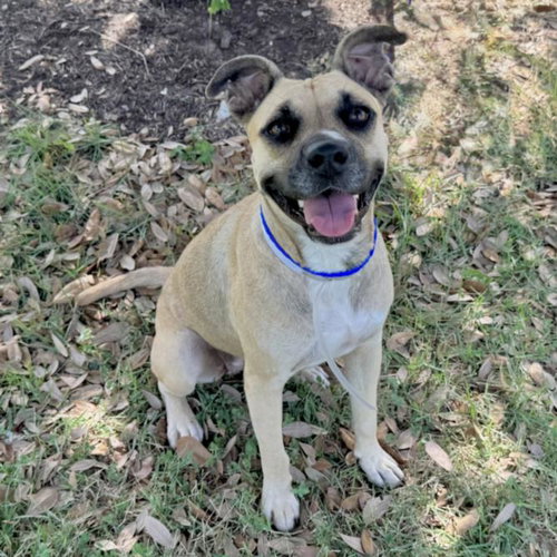 picture of the dog needing adoption