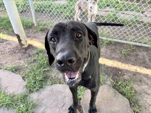 picture of the dog needing adoption