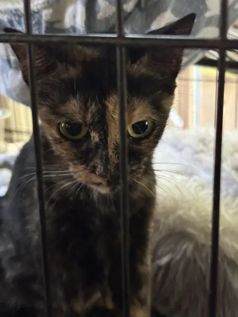 Kali - Domestic Short Hair