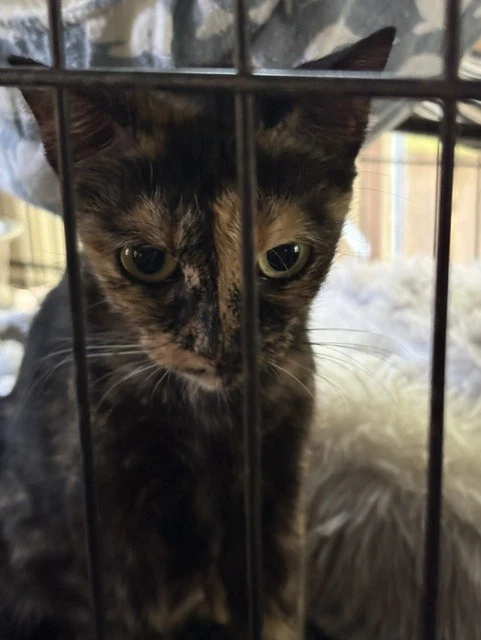 Kali