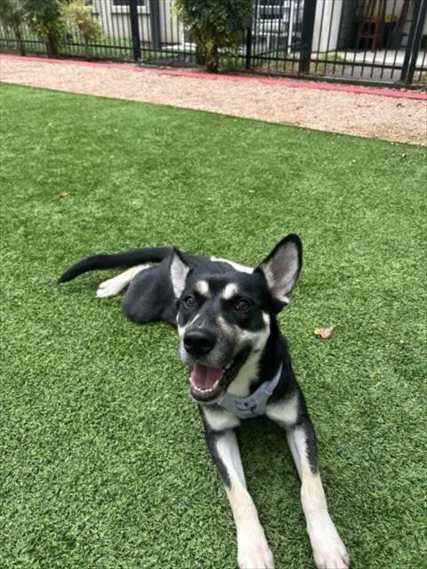Avalon - Siberian Husky