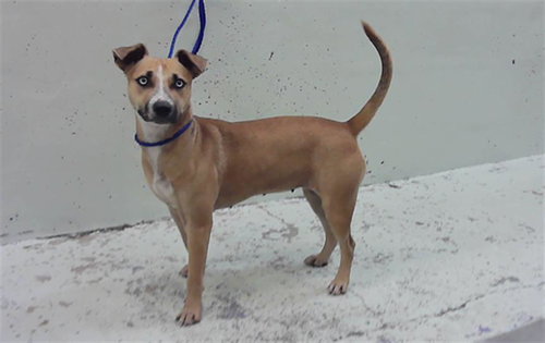 picture of the dog needing adoption