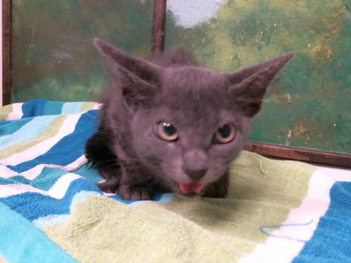 picture of the cat needing adoption