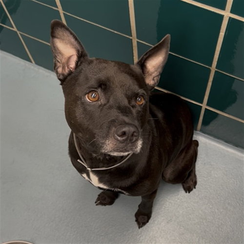 picture of the dog needing adoption