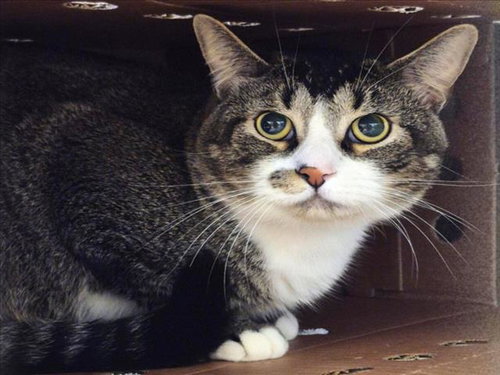 picture of the cat needing adoption