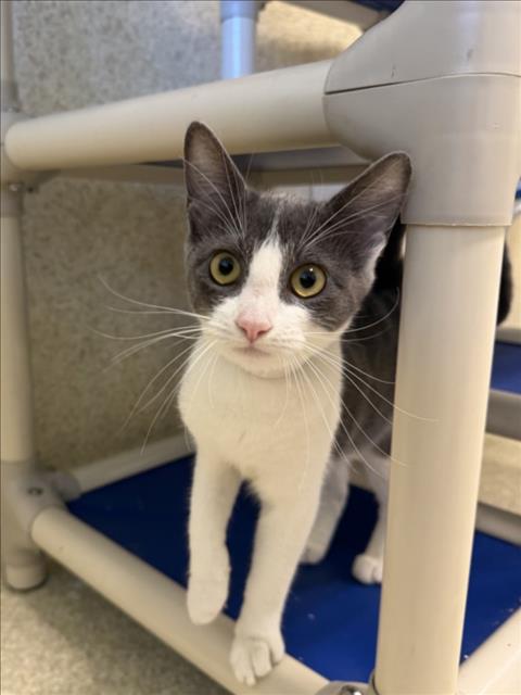 picture of the cat needing adoption
