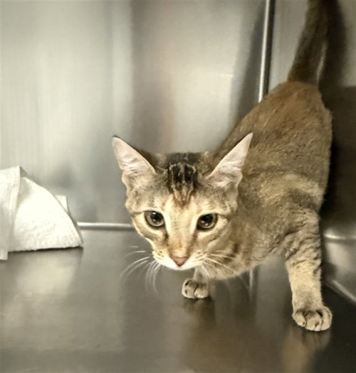 picture of the cat needing adoption