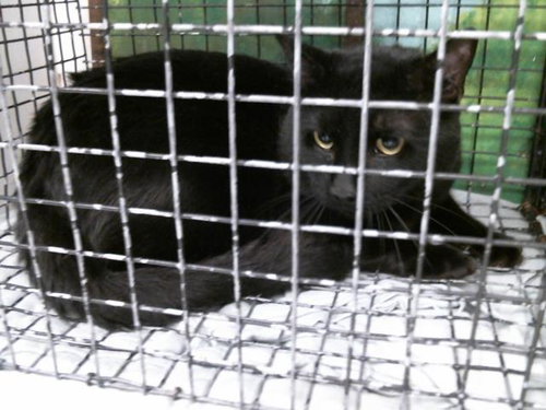 picture of the cat needing adoption