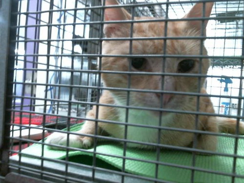 picture of the cat needing adoption
