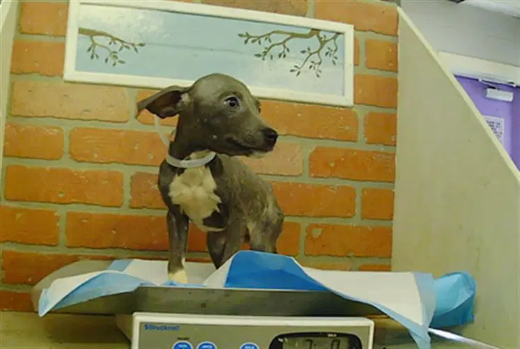 Chase - Staffordshire Bull Terrier