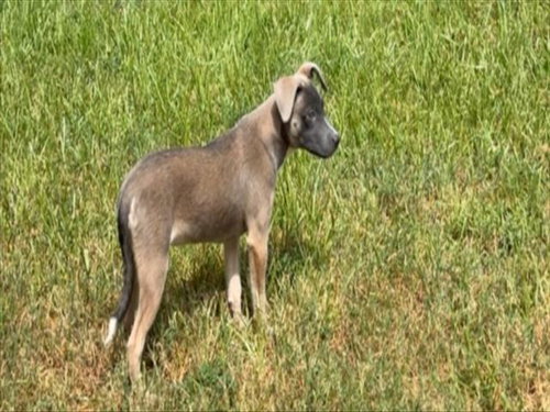 SHOE LACE, a dog for adoption from City of Houston, Bureau of Animal Regulation and Care