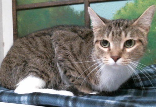 picture of the cat needing adoption